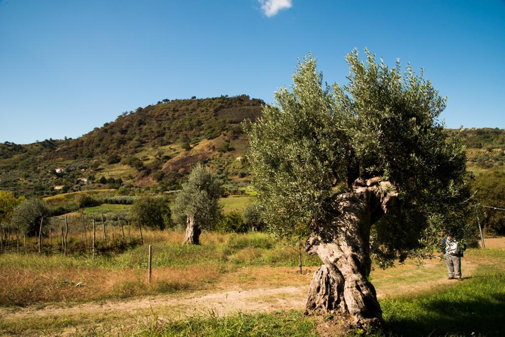 Agriturismo U' Casinu Da Scala كامبورا سان جيوفاني المظهر الخارجي الصورة